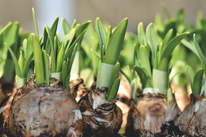 The Difference between Bulbs, Tubers & Rhizomes