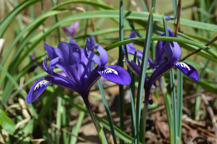 When Do Irises Bloom?