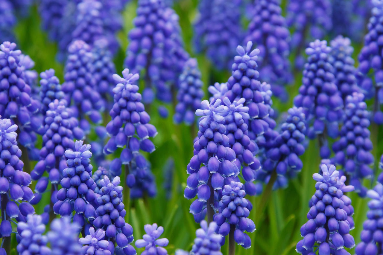 How To Store Grape Hyacinth Bulbs DutchGrown