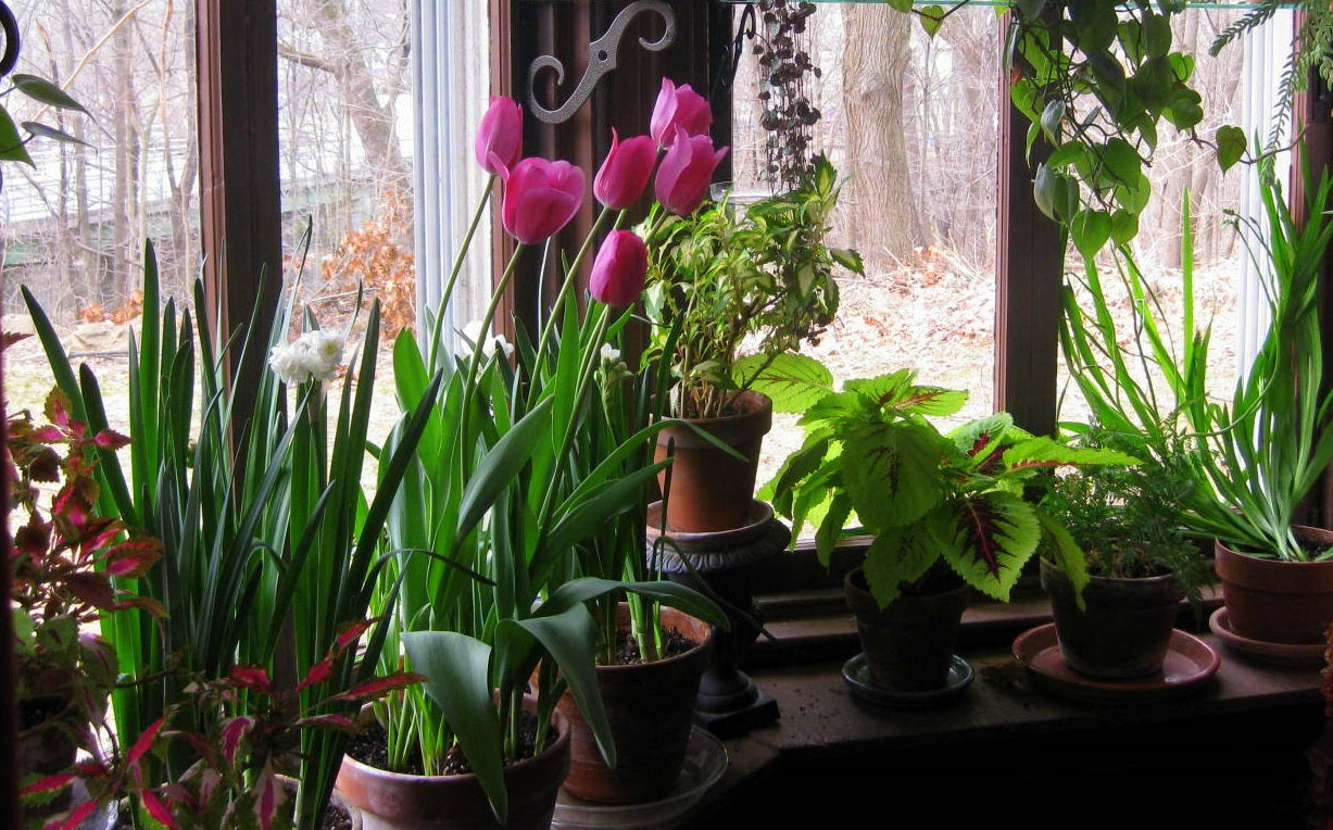 Choosing the right tulip bulbs and varieties