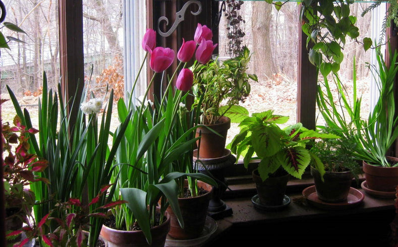 How to Grow Tulips Indoors?