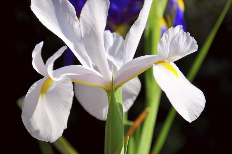 Are Irises Annuals Or Perennials?