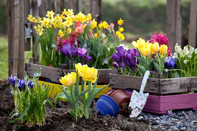 When to Plant Spring Bulbs?