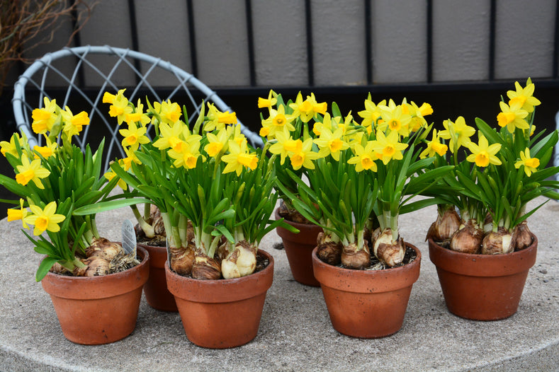 How to plant Daffodils in Pots?