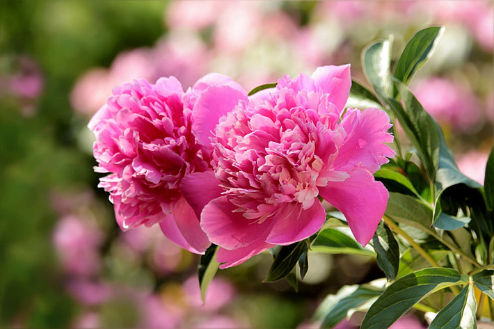 7 Surprising Fun Facts About Peonies