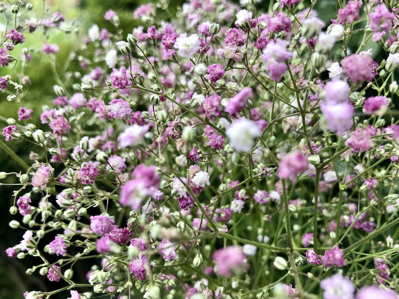 All You Need To Know About Baby’s Breath | DutchGrown