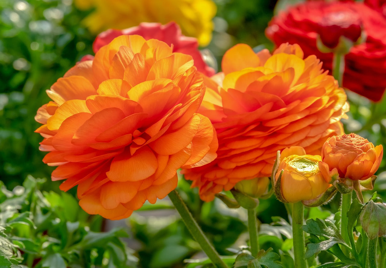 Fall Ranunulus Growing Guide: How to Plant Ranunculus Bulbs in the Fall