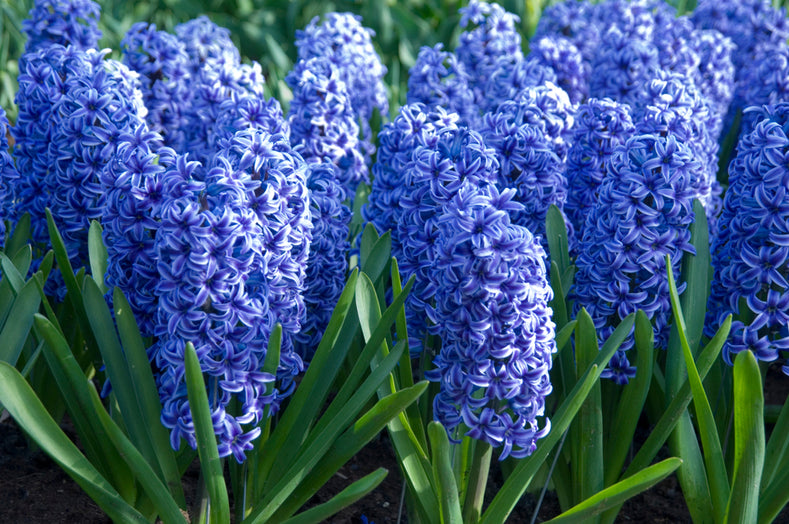 True Blue Flower Bulbs