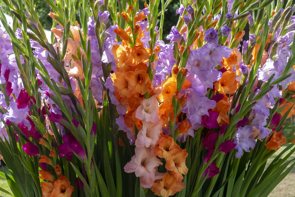 Feeding and watering gladioli in pots