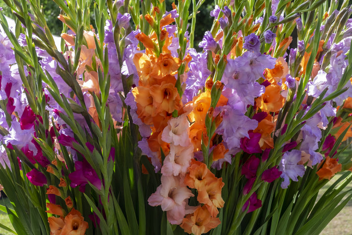 Growing Guide: How to Grow Gladiolus