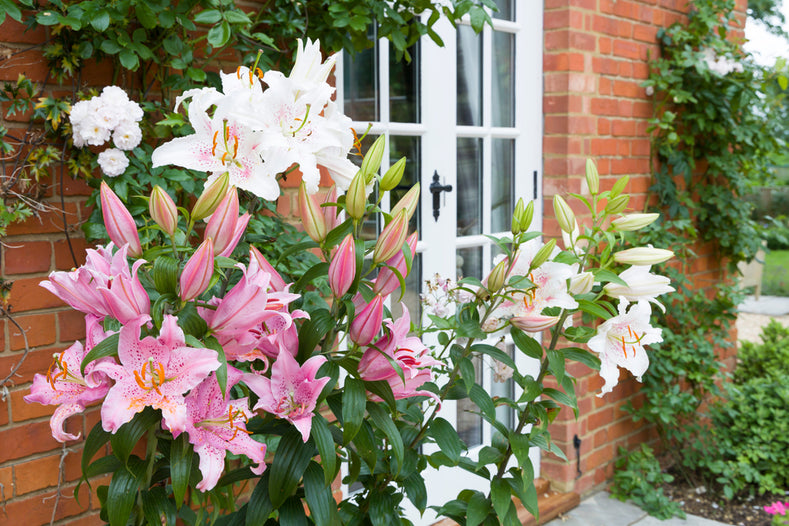 Growing Guide: How to Grow Lilies