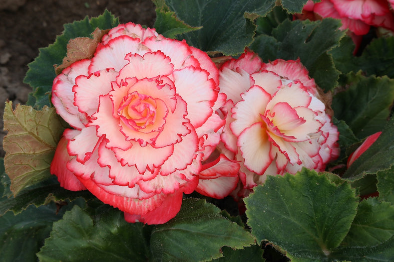 Growing Guide: How to Grow Begonias