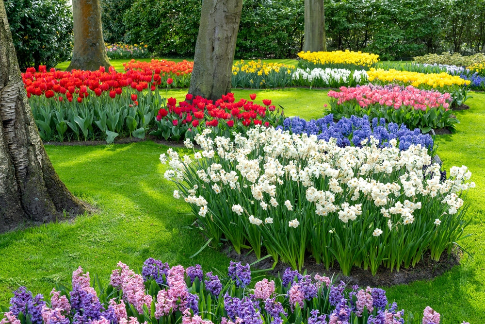 Naturalizing Bulbs Naturalizing Bulbs: What Does It Mean