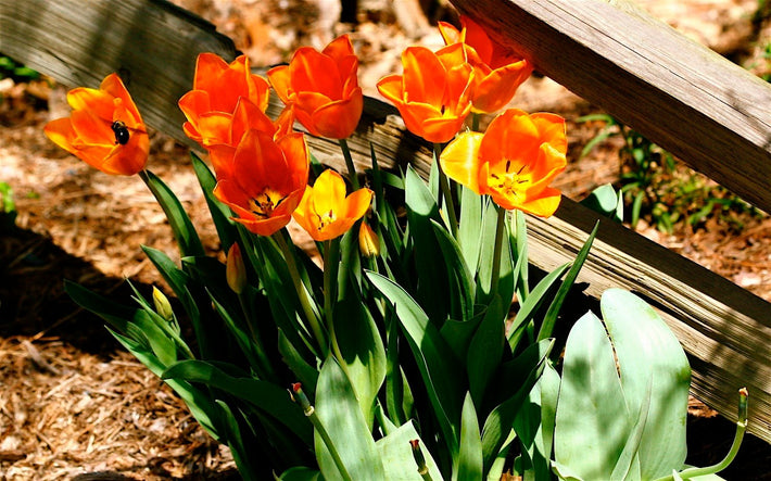 Bulbs to Plant in the Fall