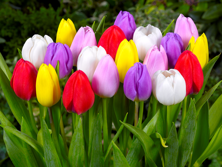 How to Take Care of Tulips?