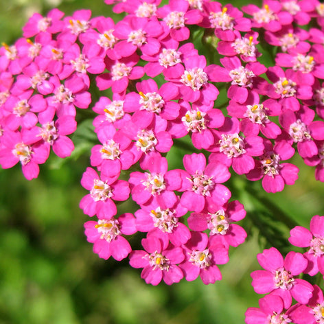 Achillea (Yarrow) Achillea, Yarrow