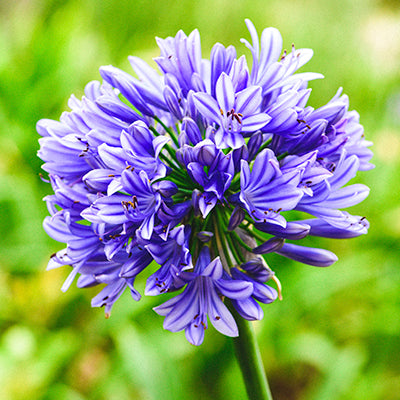 Agapanthus (Lily of the Nile) Agapanthus (Lily of the Nile)