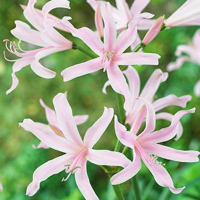 Amarines Amarine Bulbs