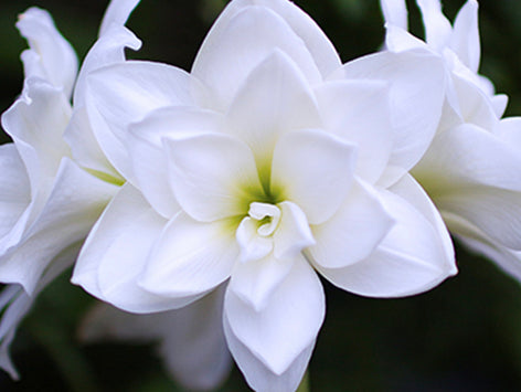 Jumbo Amaryllis Jumbo Amaryllis