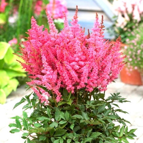 Astilbes Astilbe Bare Roots Collection