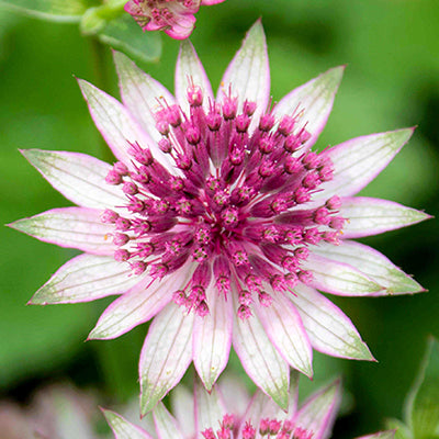 Astrantia Astrantia, commonly known as Masterwort
