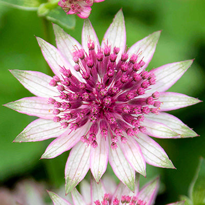 Astrantia, commonly known as Masterwort