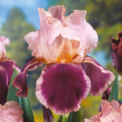 Bearded Iris Bearded Iris