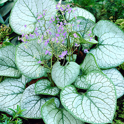 Brunnera (False Forget-Me-Not) Brunnera (False Forget-Me-Not)