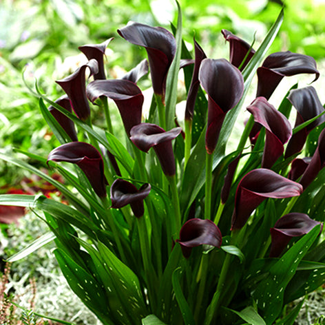 Calla Lilies Calla Lily Bulbs