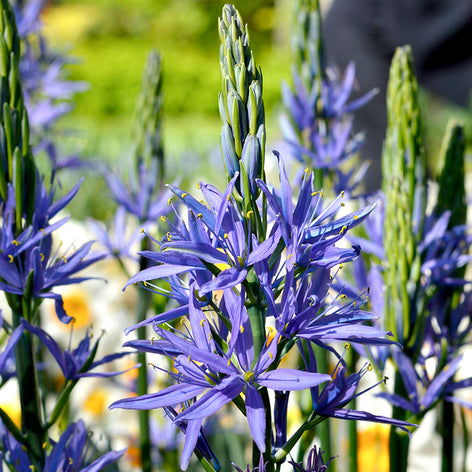 Camassia (Camas Lily) Camassia