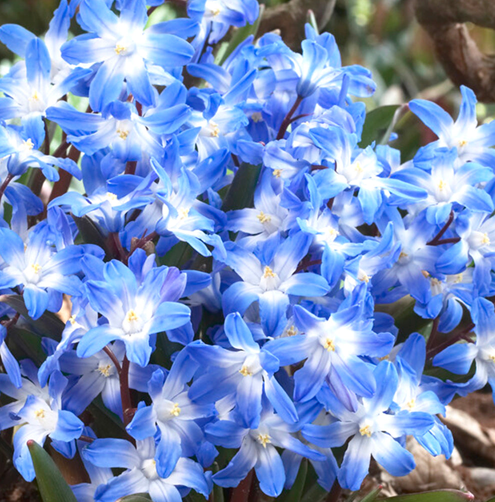 Chionodoxa Flower Bulbs | Buy Wholesale Glory of the Snow Bulbs ...