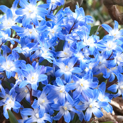 Chionodoxa Luciliae (Glory of the Snow) Chionodoxa - Glory of the Snow