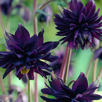 Aquilegia (Columbine) Columbine (Aquilegia)