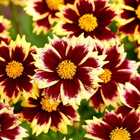 Coreopsis Coreopsis