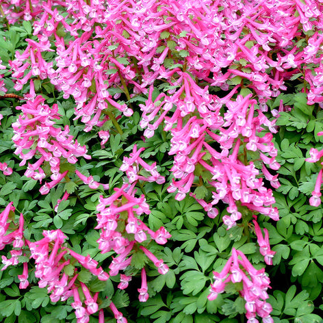 Corydalis (Fumewort)