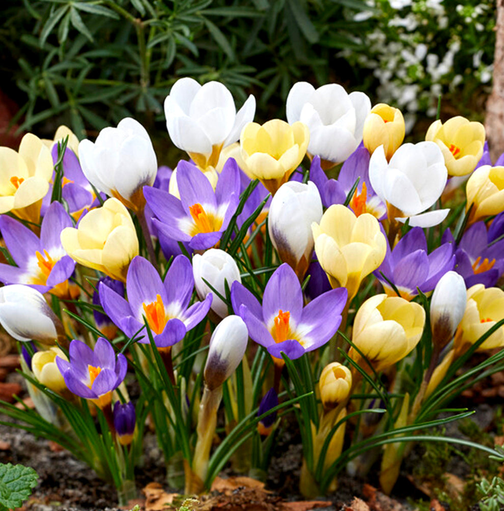 Crocus Bukbs Crocus Bulbs For Sale | Buy Top-Quality Crocuses Now | tagged