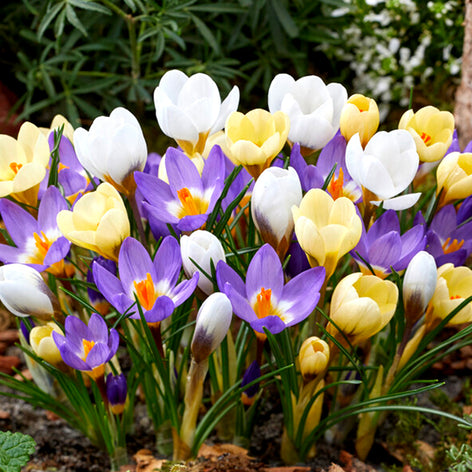 Crocus Crocus
