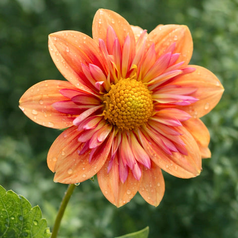 New Dahlias for 2027