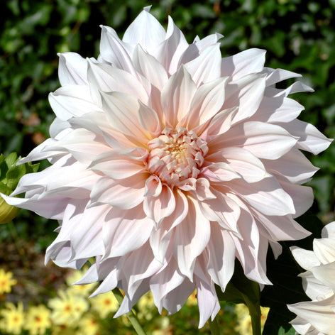 Dahlias Dahlia Tubers and Bulbs
