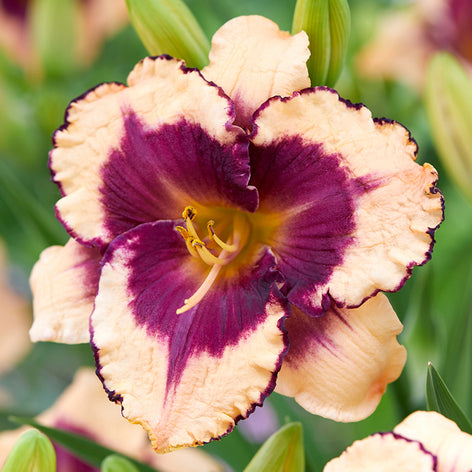 Daylilies Daylilies - Hemerocallis - Collection - DutchGrown - Roots