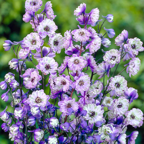 Delphiniums (Larkspurs) Delphiniums (Larkspur) Bare Roots For Sale
