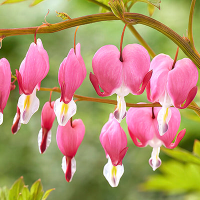 Bleeding Hearts (Dicentra) Bleeding Hearts (Dicentra)