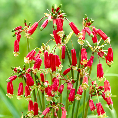 Dichelostemma (Firecracker Flower) Dichelostemma Firecracker Flowers