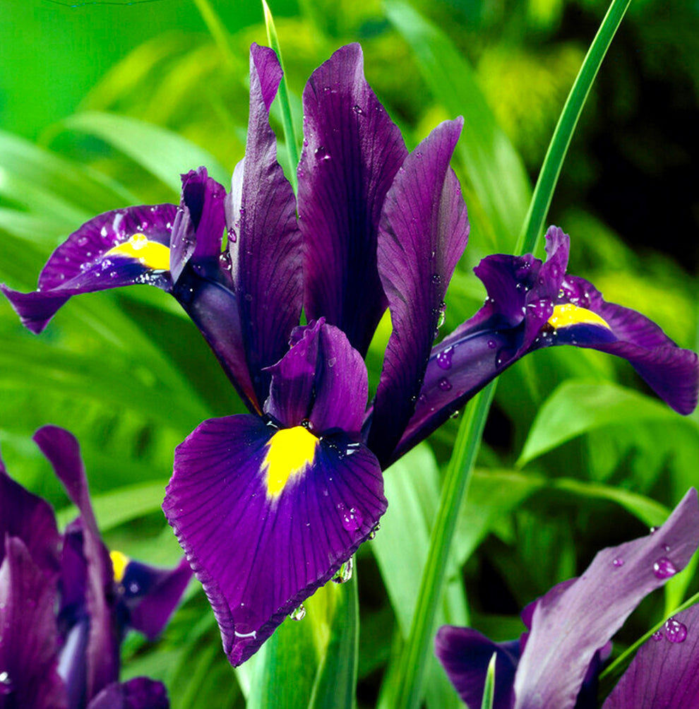 Iris Bulbs For Sale | Buy Dutch And Dwarf Irises Now