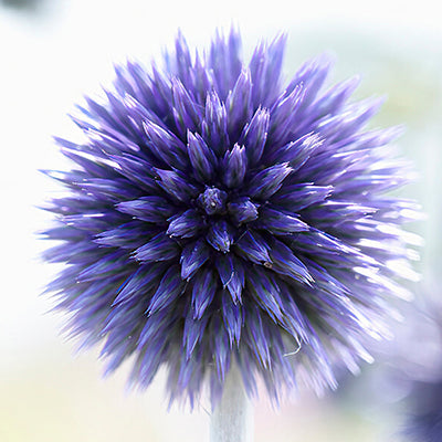 Echinops (Globe Thistle) Echinops (Globe Thistle)