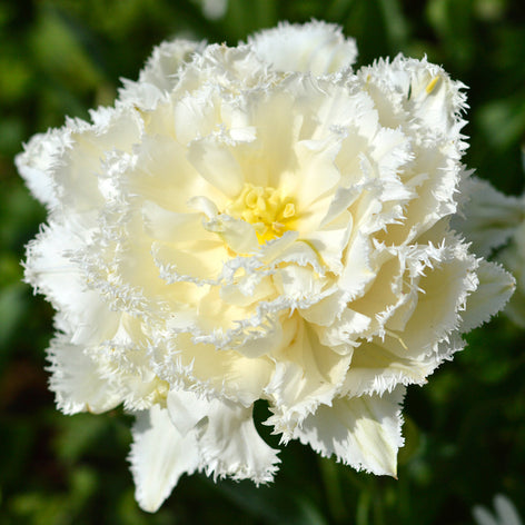 Elite Flower Bulbs Elite Flower Bulbs