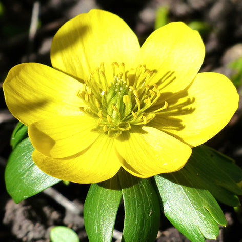 Eranthis (Winter Aconite) Eranthis Winter Aconite