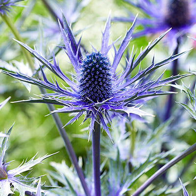 Eryngium (Sea Holly) Eryngium (Sea Holly)