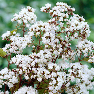 Eupatorium Eupatorium, commonly known as Joe-Pye Weed