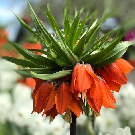 Fritillaria Frittilaria
